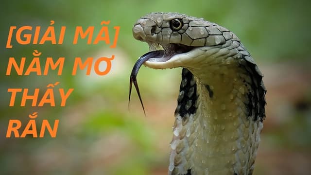 Mơ Thấy Rắn Mơ Thấy Rắn gắn với các bí ẩn tâm linh