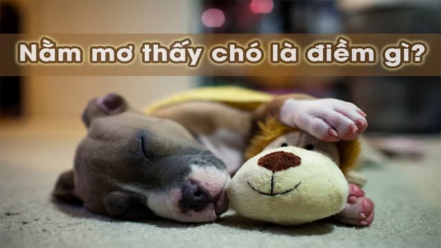 Mơ Thấy Chó là điềm gì?