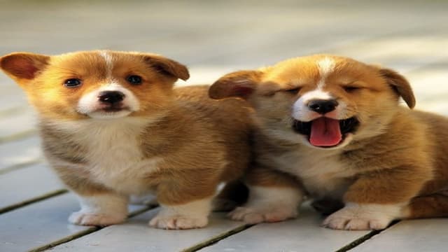 Mơ Thấy Chó Mơ Thấy Chó dưới góc nhìn nhà cái uy tín