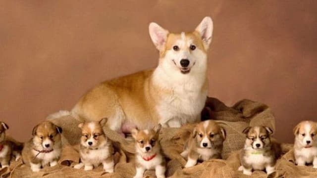 Mơ Thấy Chó Mơ Thấy Chó đi kèm với tài vận