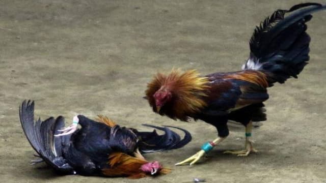 Mơ Thấy Gà Mơ Thấy Gà góc nhìn từ nhà cái uy tín